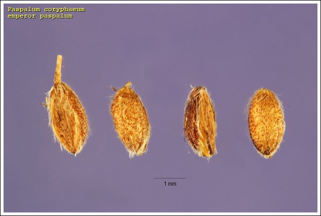 Paspalum coryphaeum